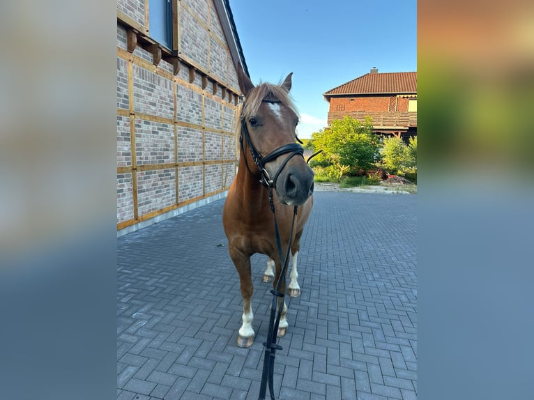 Freiberg / Franches Montagnes Castrone 8 Anni 154 cm Sauro in Sittensen