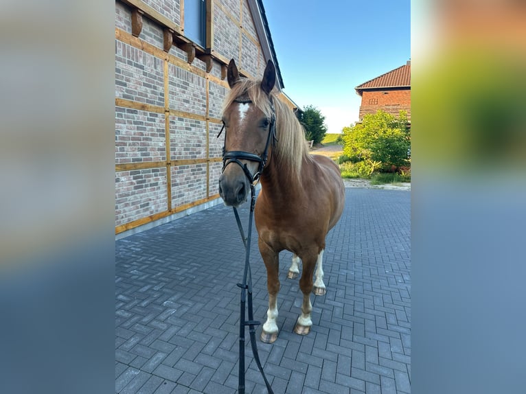 Freiberg / Franches Montagnes Castrone 8 Anni 154 cm Sauro in Sittensen