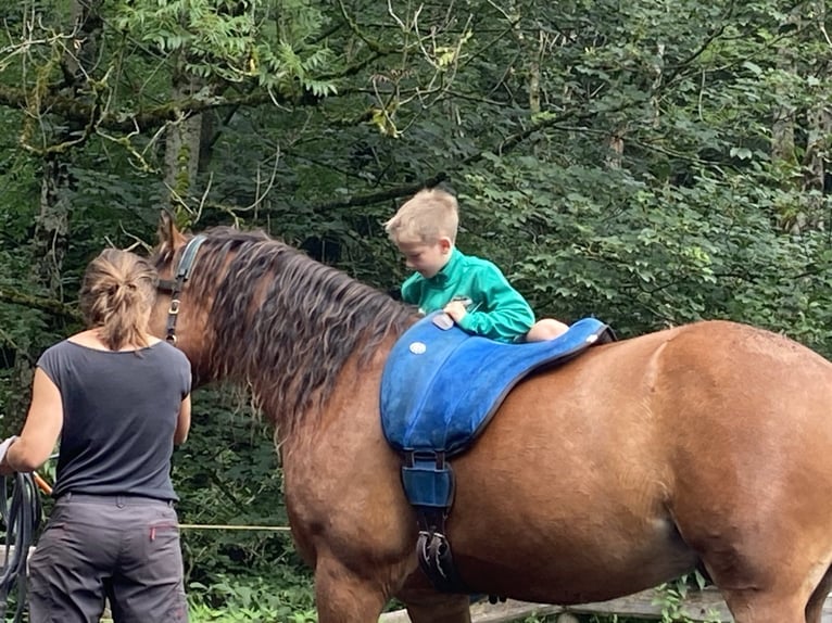 Freiberg / Franches Montagnes Castrone 8 Anni 155 cm Baio in Sulzberg