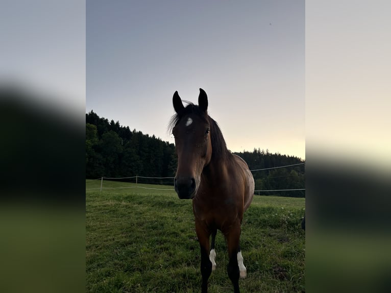 Freiberg / Franches Montagnes Castrone 8 Anni 158 cm Baio in Hasle b. B
