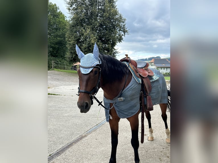 Freiberg / Franches Montagnes Castrone 8 Anni 158 cm Baio in Hasle b. B