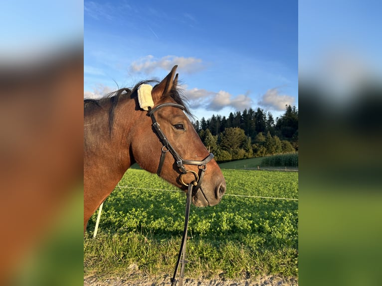 Freiberg / Franches Montagnes Castrone 8 Anni 158 cm Baio in Hasle b. B