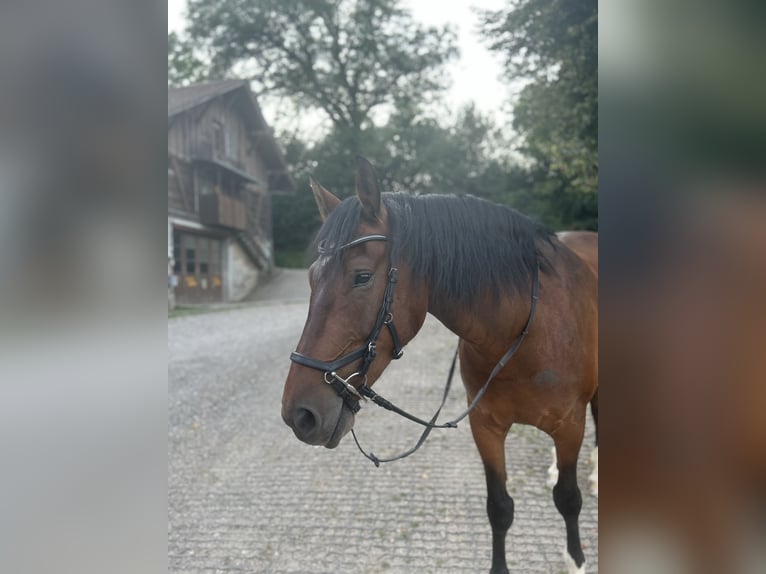 Freiberg / Franches Montagnes Castrone 8 Anni 158 cm Baio in Hasle b. B