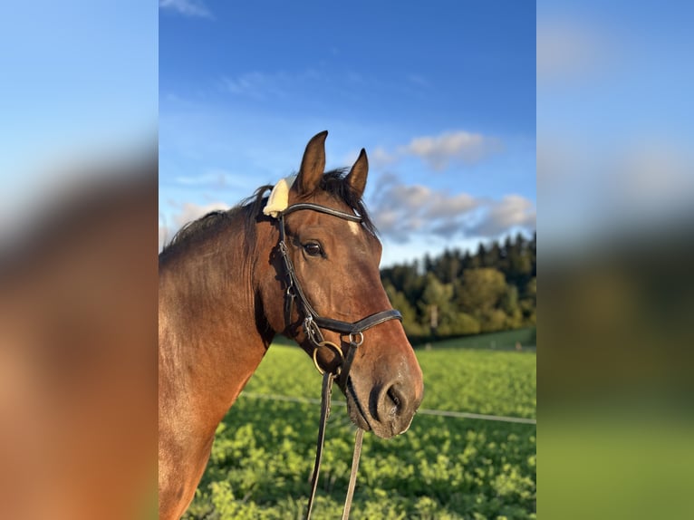 Freiberg / Franches Montagnes Castrone 8 Anni 158 cm Baio in Hasle b. B