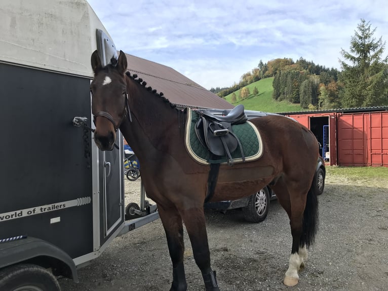 Freiberg / Franches Montagnes Castrone 8 Anni 158 cm Baio in Hasle b. B