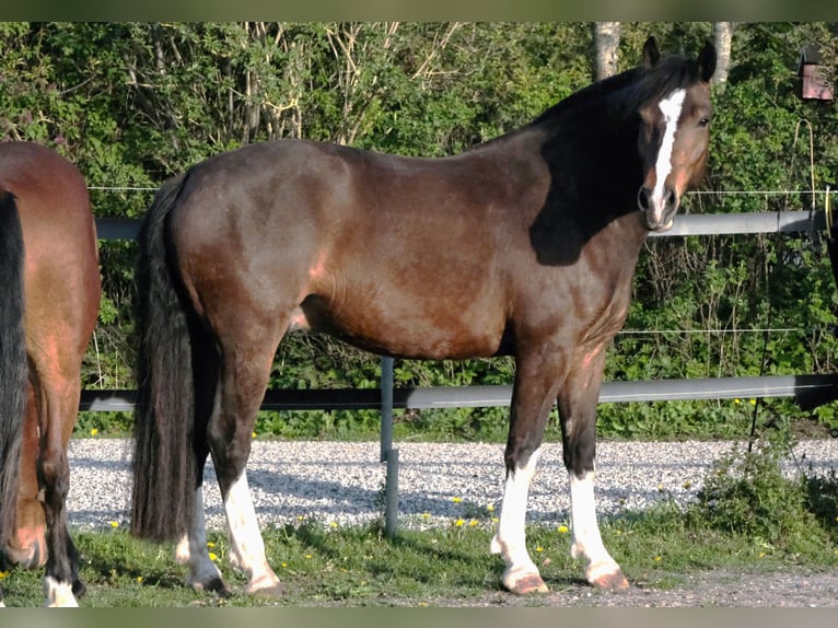 Freiberg / Franches Montagnes Castrone 8 Anni 162 cm Baio scuro in Handewitt