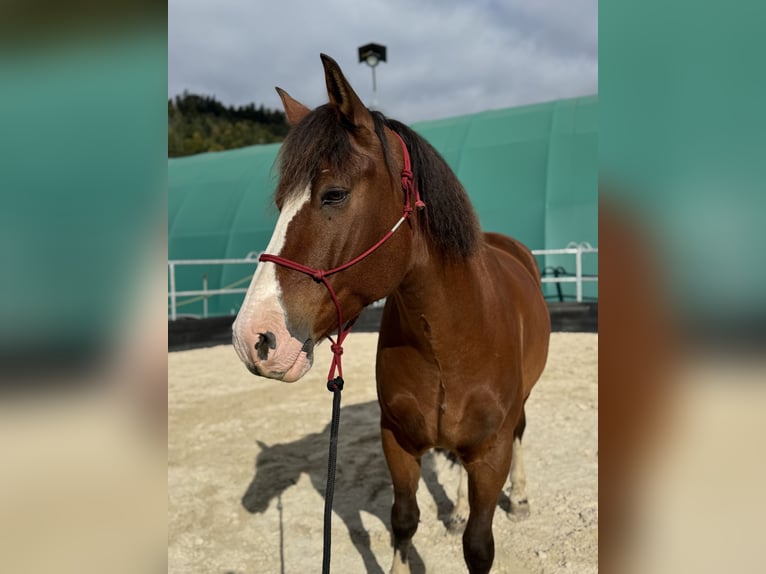 Freiberg / Franches Montagnes Castrone 8 Anni 167 cm Baio in Walkringen