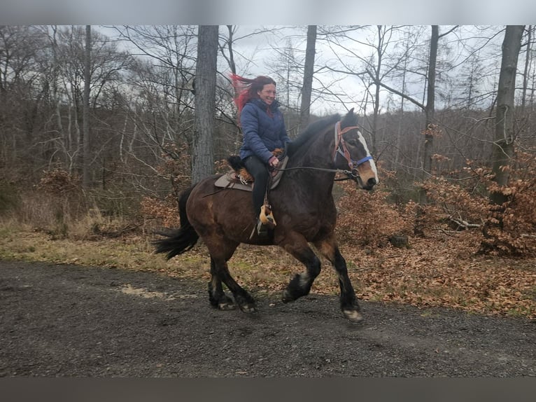 Freiberg / Franches Montagnes Mix Castrone 9 Anni 157 cm Baio in Linkenbach