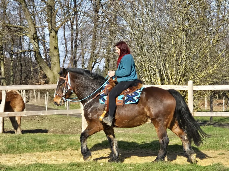 Freiberg / Franches Montagnes Mix Castrone 9 Anni 157 cm Baio in Linkenbach