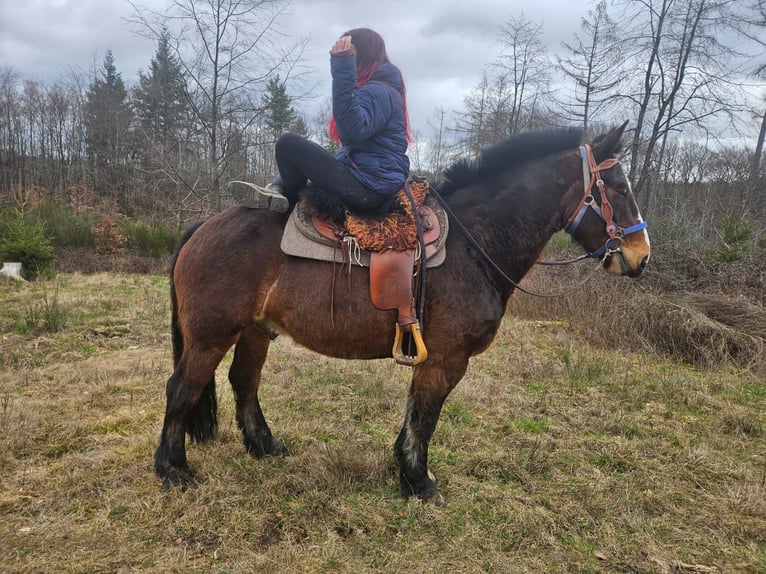 Freiberg / Franches Montagnes Mix Castrone 9 Anni 157 cm Baio in Linkenbach