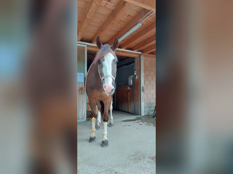 Freiberg / Franches Montagnes Castrone 9 Anni 158 cm Sauro scuro in Lenk im Simmental