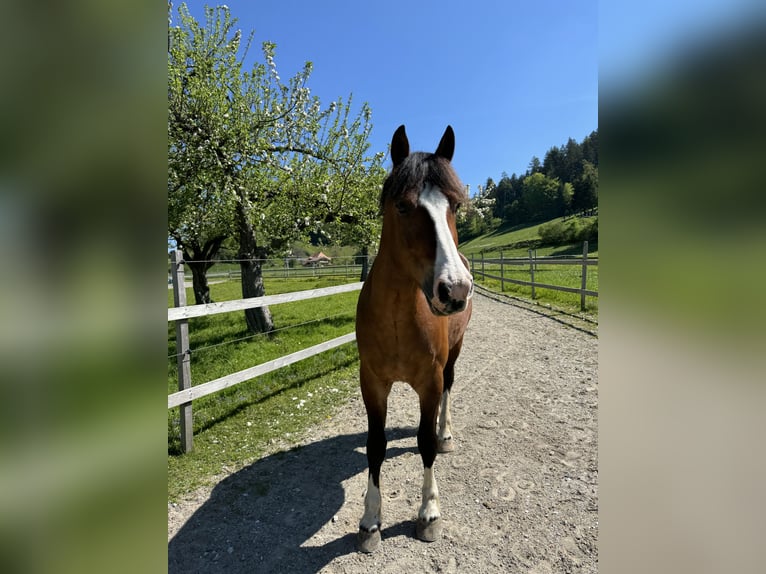 Freiberg / Franches Montagnes Castrone 9 Anni 167 cm Baio in Walkringen