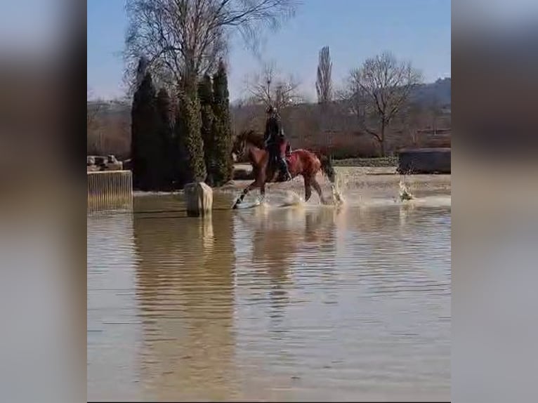 Freiberg / Franches Montagnes Giumenta 10 Anni 155 cm Baio in Olst