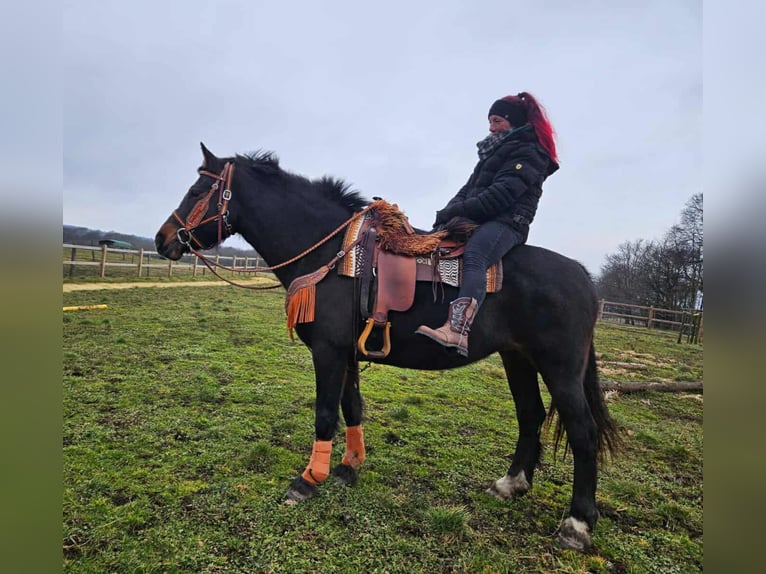 Freiberg / Franches Montagnes Giumenta 10 Anni 160 cm Baio in Linkenbach