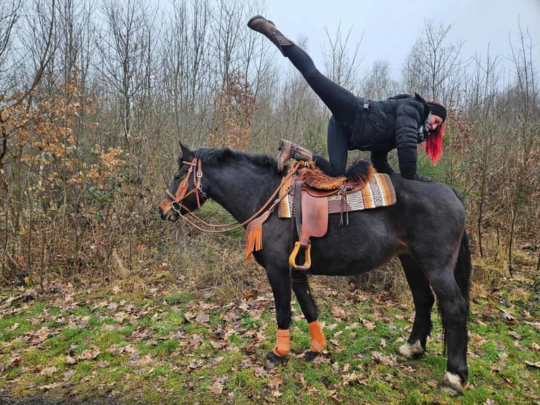 Freiberg / Franches Montagnes Giumenta 10 Anni 160 cm Baio scuro in Linkenbach