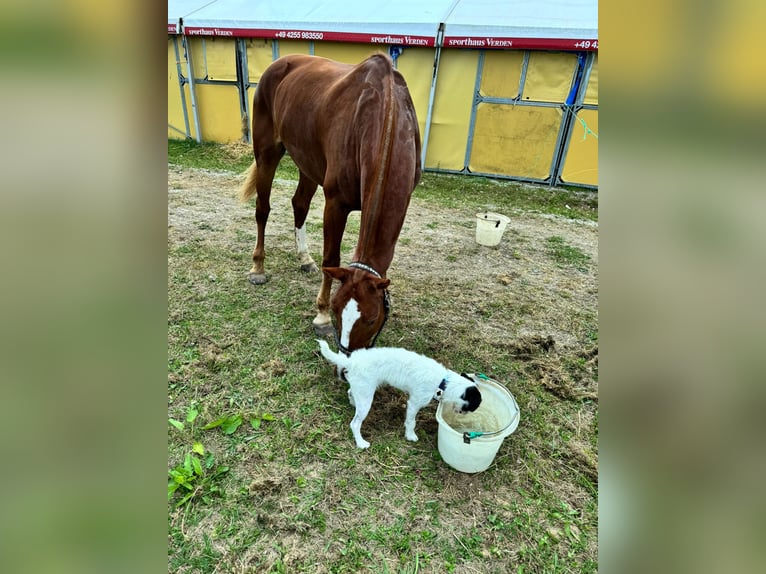 Freiberg / Franches Montagnes Giumenta 10 Anni 168 cm Sauro in Stockach