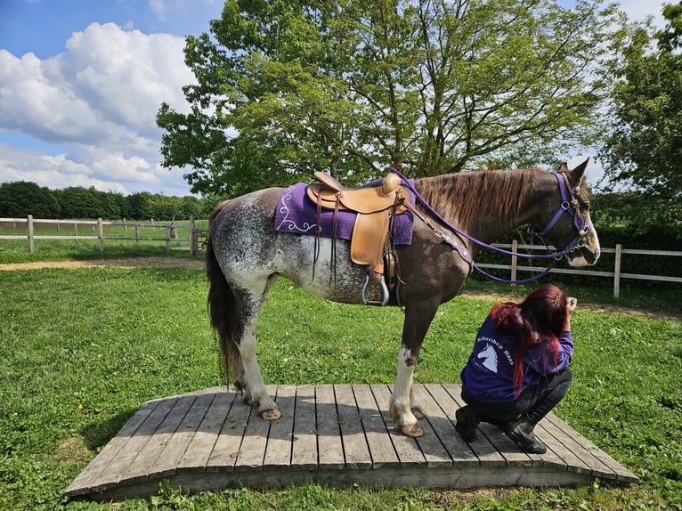 Freiberg / Franches Montagnes Giumenta 11 Anni 159 cm Pezzato in Linkenbach