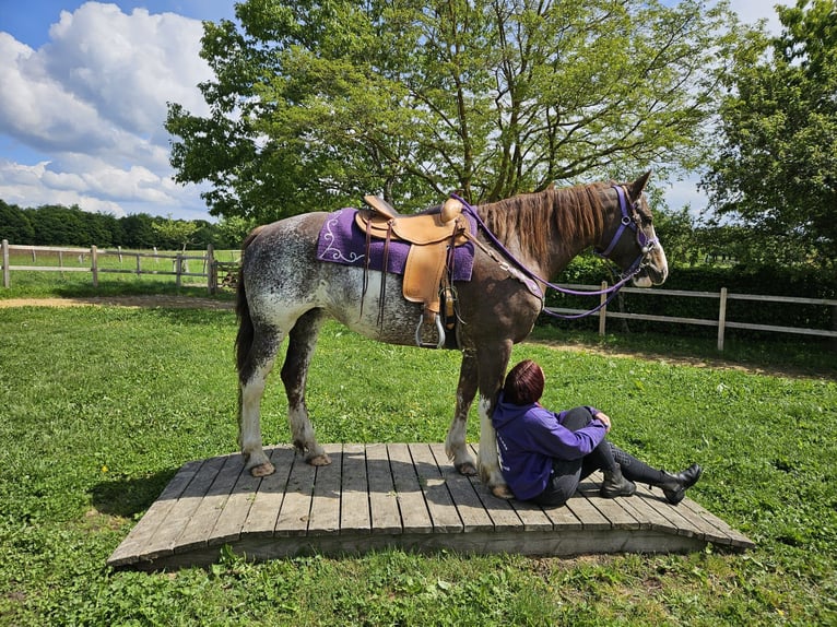 Freiberg / Franches Montagnes Giumenta 11 Anni 159 cm Pezzato in Linkenbach