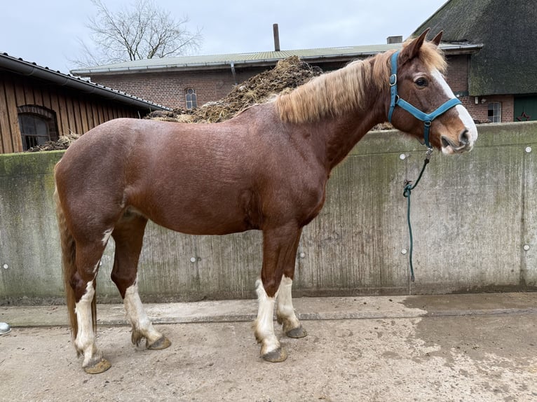 Freiberg / Franches Montagnes Giumenta 11 Anni 160 cm Sauro in Tornesch