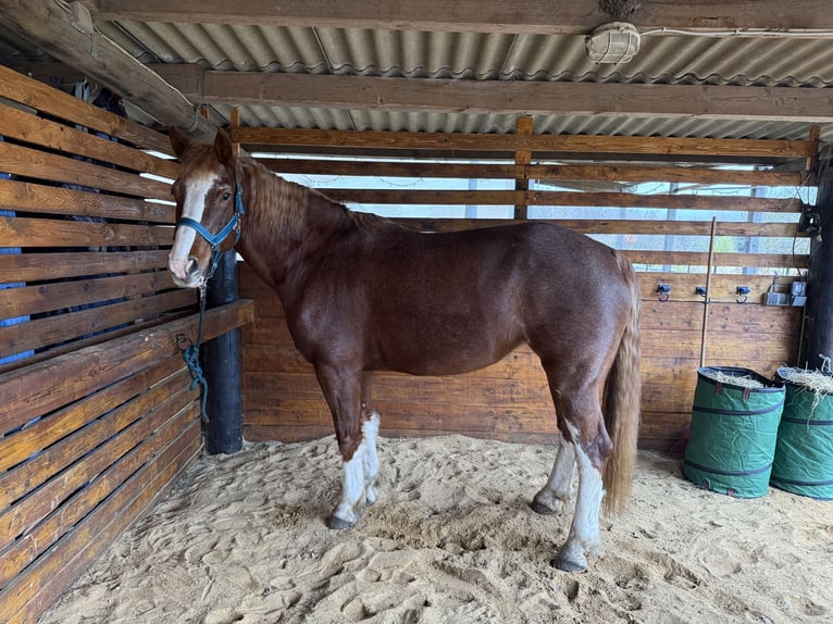 Freiberg / Franches Montagnes Giumenta 11 Anni 160 cm Sauro in Tornesch