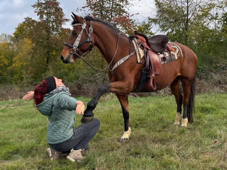 Freiberg / Franches Montagnes Giumenta 12 Anni 155 cm Baio in Linkenbach
