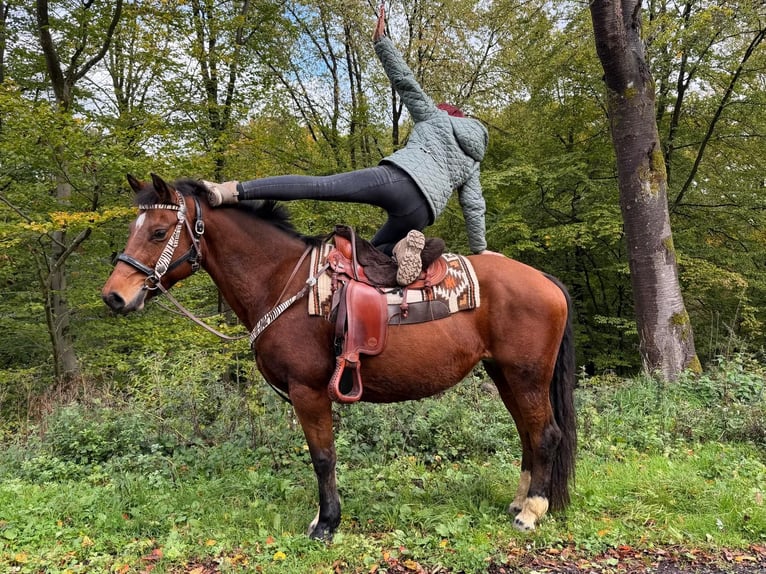 Freiberg / Franches Montagnes Giumenta 12 Anni 155 cm Baio in Linkenbach