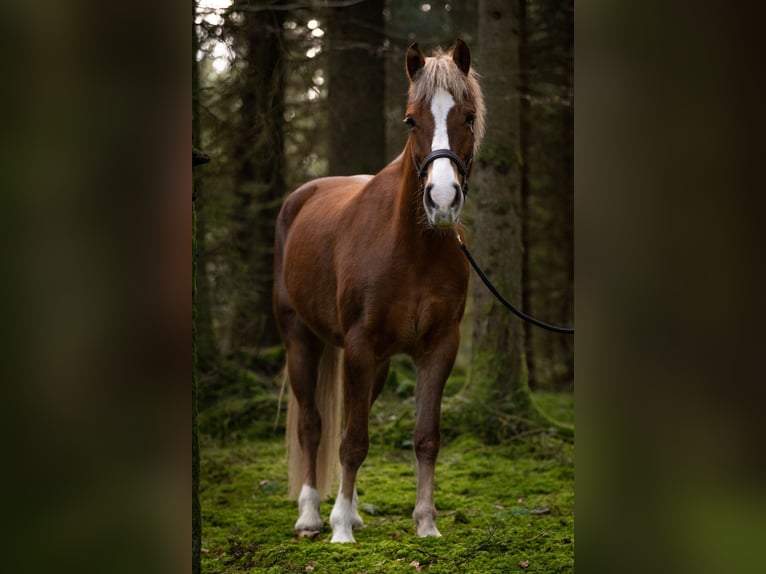 Freiberg / Franches Montagnes Giumenta 12 Anni 156 cm Sauro scuro in Landiswil