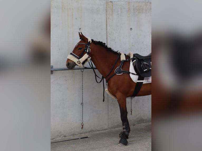 Freiberg / Franches Montagnes Giumenta 15 Anni 140 cm Sauro in Bütschwil