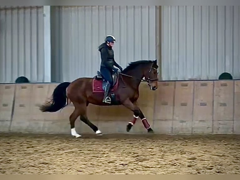 Freiberg / Franches Montagnes Giumenta 15 Anni 157 cm Baio in Neustadt (Wied)