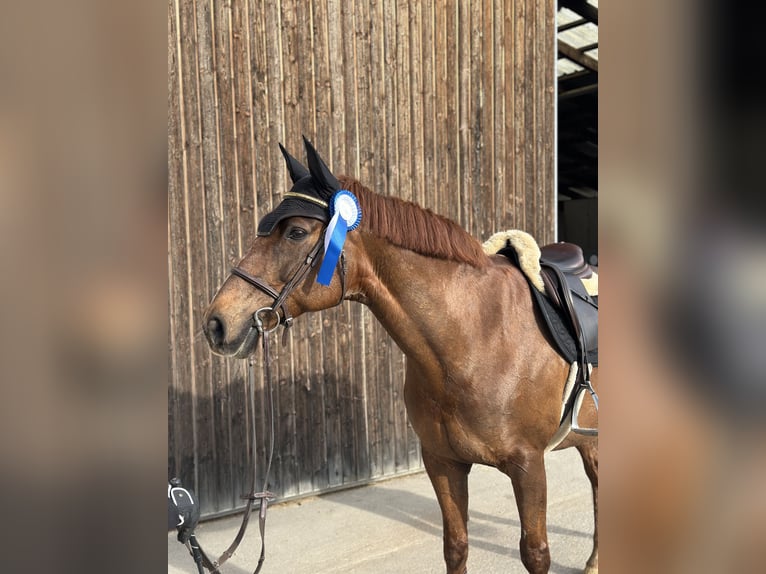 Freiberg / Franches Montagnes Mix Giumenta 16 Anni 160 cm Sauro scuro in Oberding