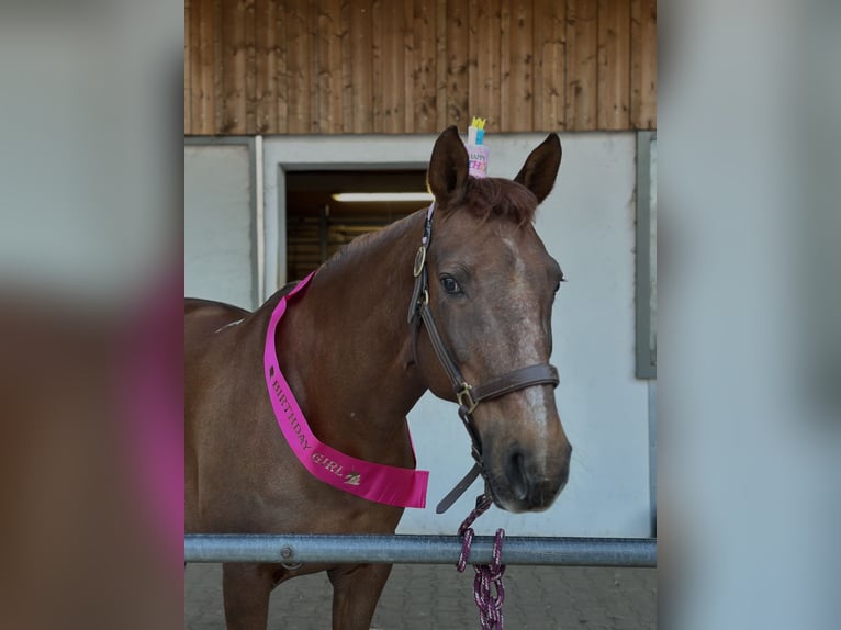Freiberg / Franches Montagnes Mix Giumenta 16 Anni 160 cm Sauro scuro in Oberding