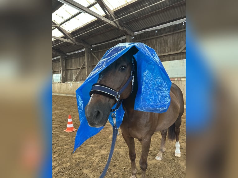 Freiberg / Franches Montagnes Mix Giumenta 16 Anni 160 cm Sauro scuro in Oberding