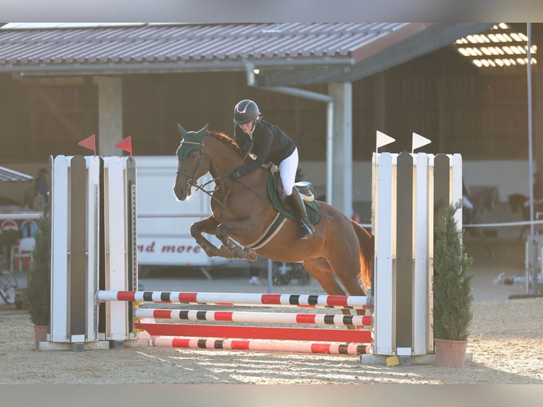 Freiberg / Franches Montagnes Mix Giumenta 16 Anni 160 cm Sauro scuro in Oberding