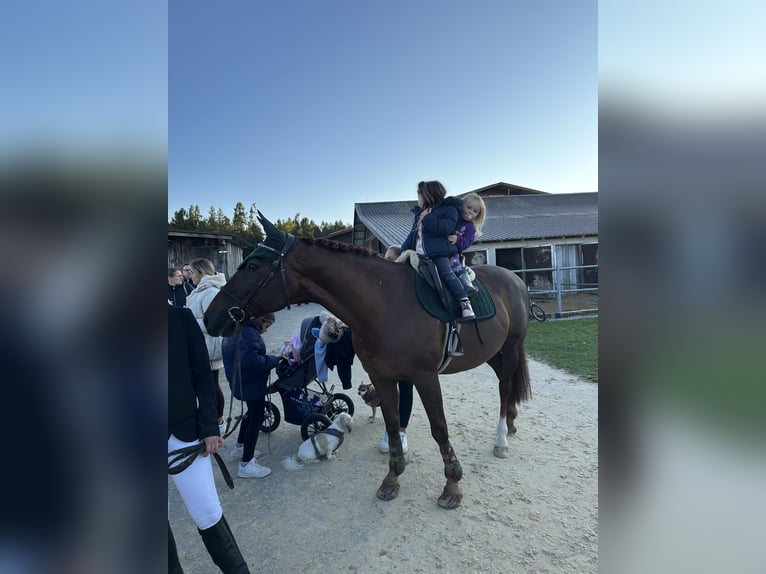 Freiberg / Franches Montagnes Mix Giumenta 16 Anni 160 cm Sauro scuro in Oberding