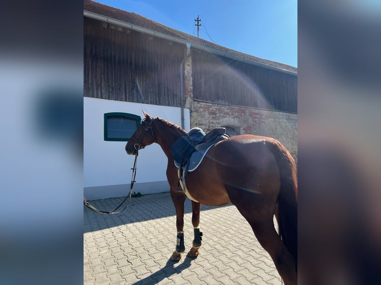 Freiberg / Franches Montagnes Mix Giumenta 16 Anni 160 cm Sauro scuro in Oberding