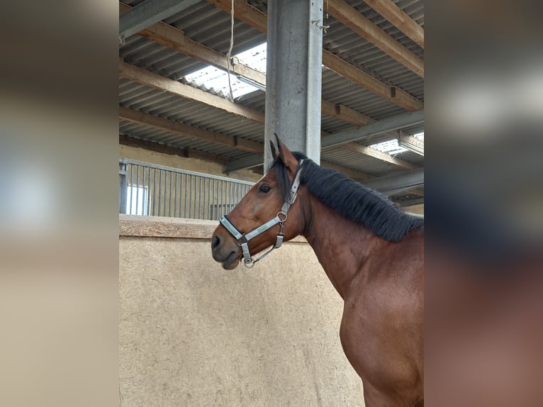 Freiberg / Franches Montagnes Mix Giumenta 17 Anni 154 cm Baio in Rheinbach