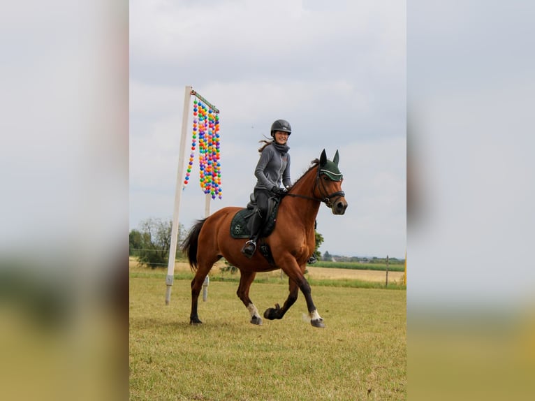 Freiberg / Franches Montagnes Giumenta 18 Anni 150 cm Baio in Rheinbach