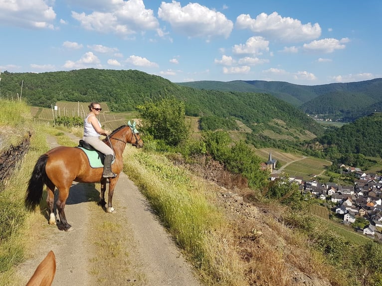 Freiberg / Franches Montagnes Giumenta 18 Anni 150 cm Baio in Rheinbach