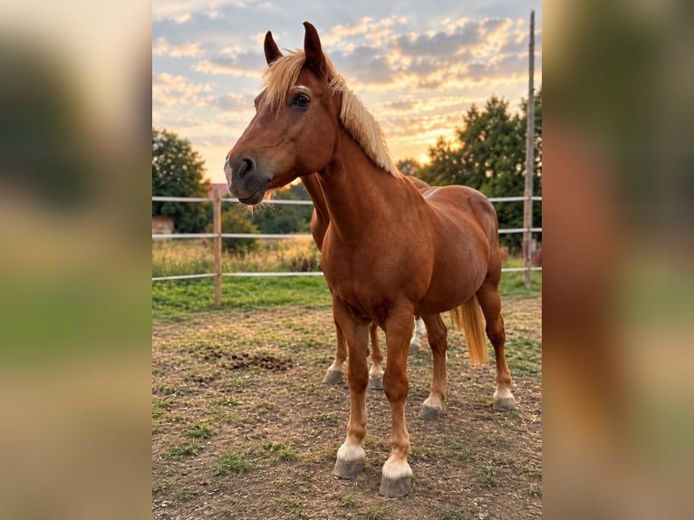 Freiberg / Franches Montagnes Mix Giumenta 18 Anni 150 cm Sauro in Mulfingen