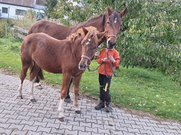 Freiberg / Franches Montagnes Giumenta 1 Anno Sauro in Langenau