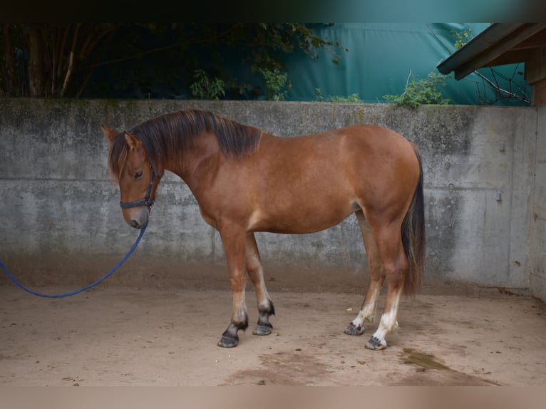 Freiberg / Franches Montagnes Giumenta 2 Anni 144 cm Baio in Affoltern im Emmental
