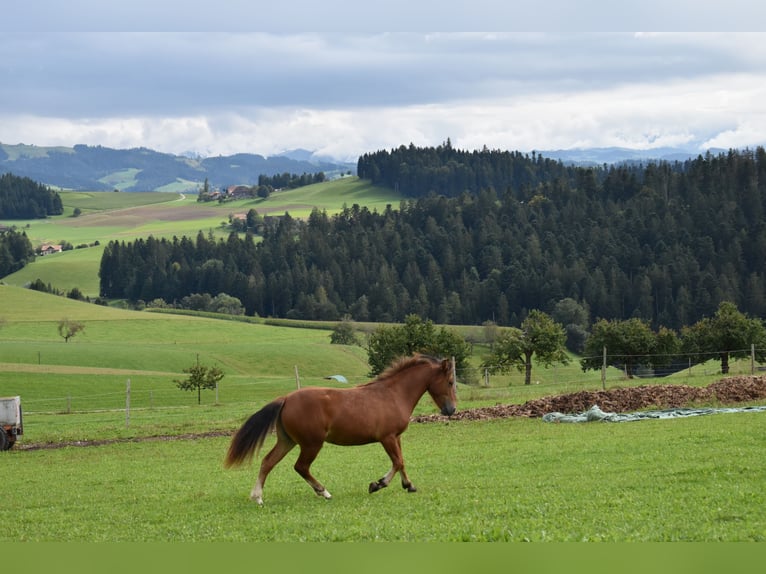 Freiberg / Franches Montagnes Giumenta 2 Anni 144 cm Baio in Affoltern im Emmental