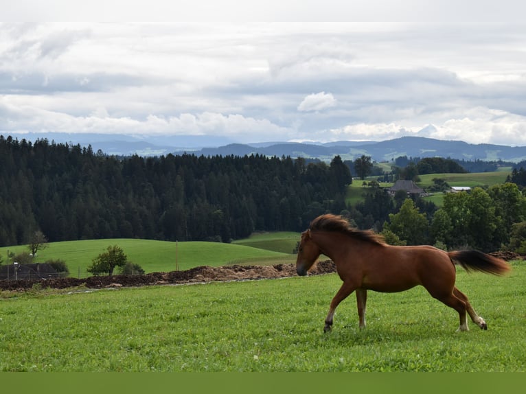 Freiberg / Franches Montagnes Giumenta 2 Anni 144 cm Baio in Affoltern im Emmental