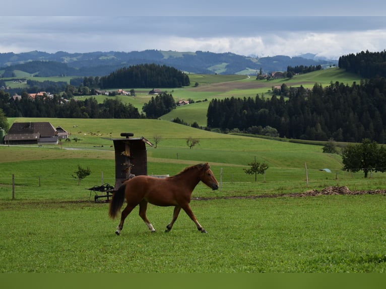 Freiberg / Franches Montagnes Giumenta 2 Anni 144 cm Baio in Affoltern im Emmental