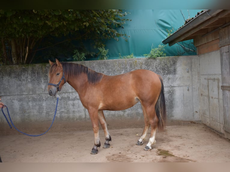 Freiberg / Franches Montagnes Giumenta 2 Anni 144 cm Baio in Affoltern im Emmental