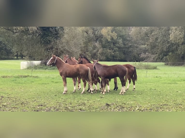 Freiberg / Franches Montagnes Giumenta 2 Anni 157 cm Baio in Paderborn