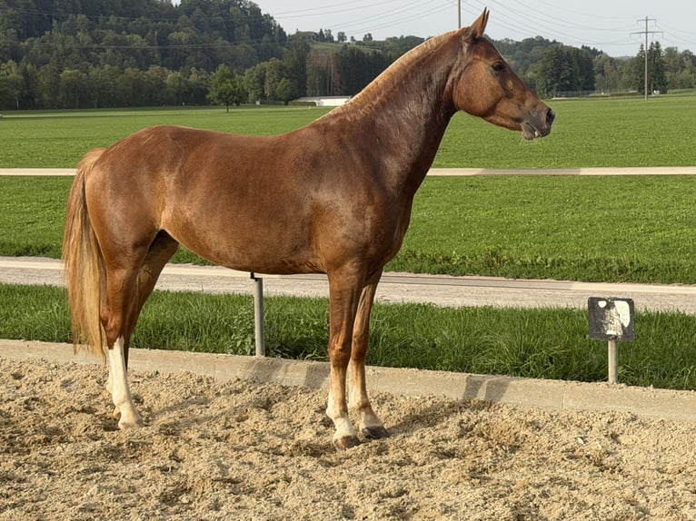 Freiberg / Franches Montagnes Giumenta 3 Anni 151 cm Sauro in Niederbüren