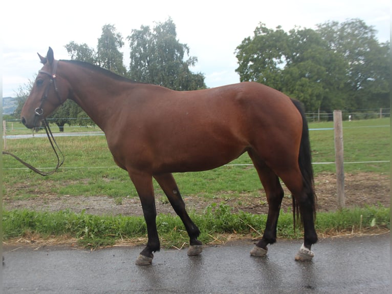 Freiberg / Franches Montagnes Giumenta 3 Anni 152 cm Baio in Schönholzerswilen