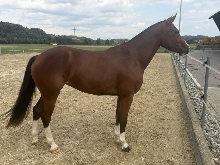 Freiberg / Franches Montagnes Giumenta 3 Anni 153 cm Baio in Niederbüren