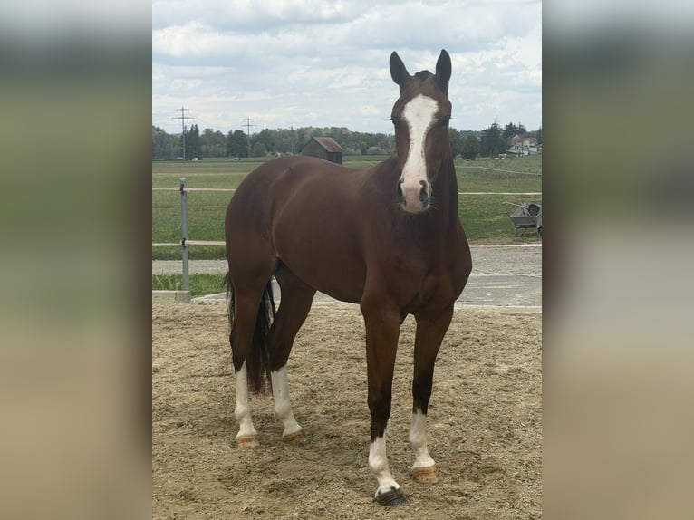 Freiberg / Franches Montagnes Giumenta 3 Anni 153 cm Baio in Niederbüren